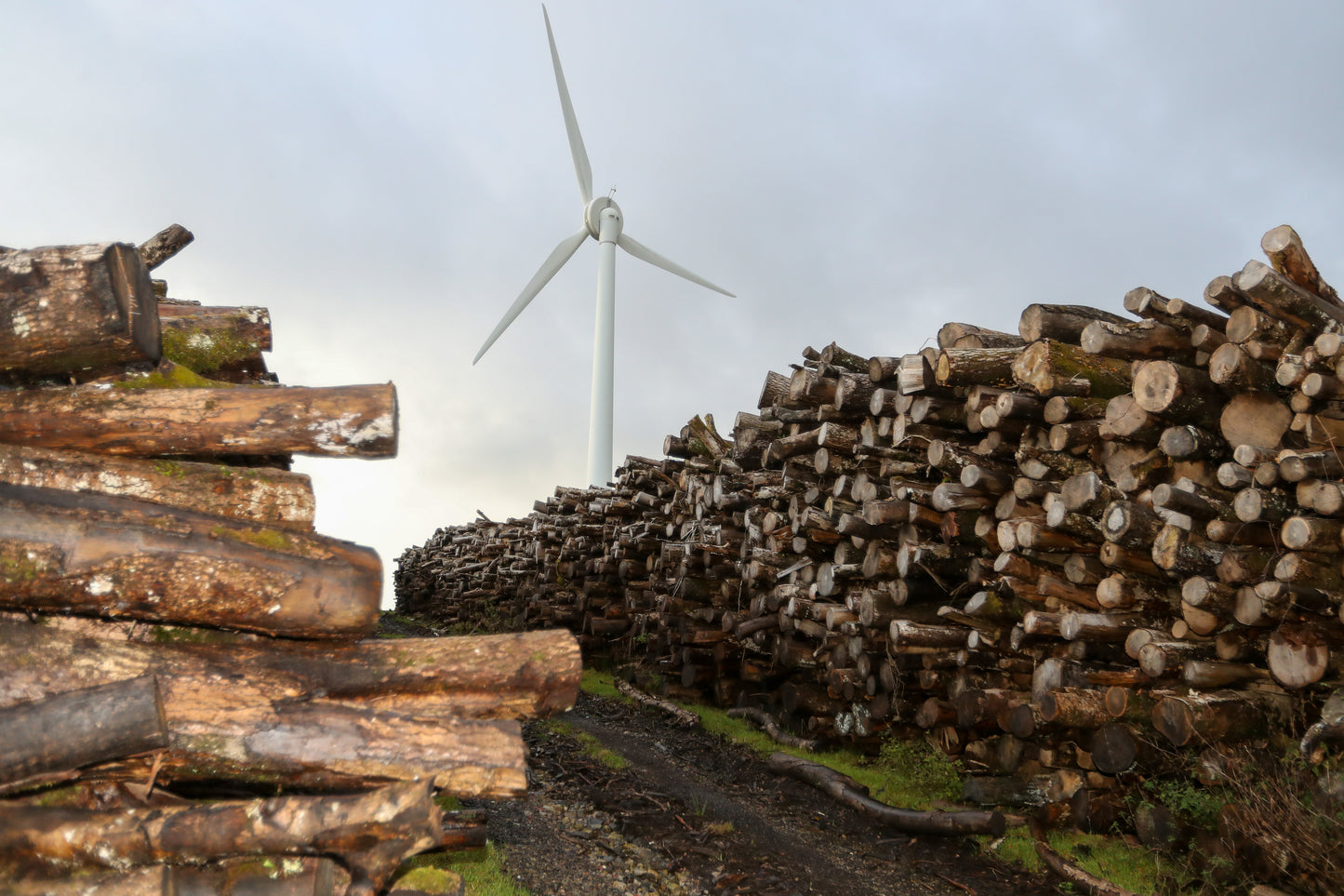 Kiln Dried Logs Mixed Species BULK IBC 1m3